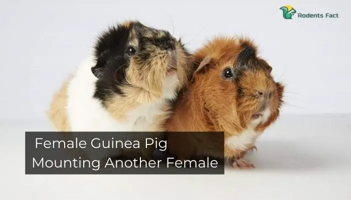 Female Guinea Pig Mounting Another Female
