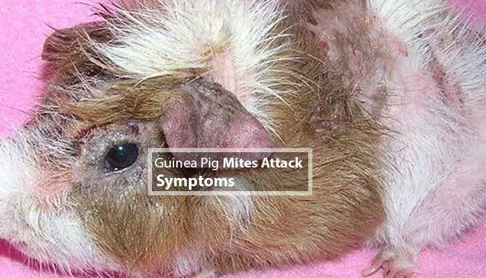 Guinea Pig Mites Attack Symptoms