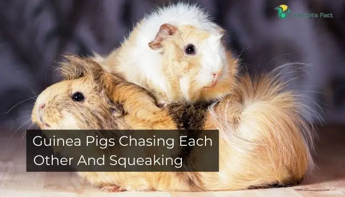 Guinea Pigs Chasing Each Other And Squeaking