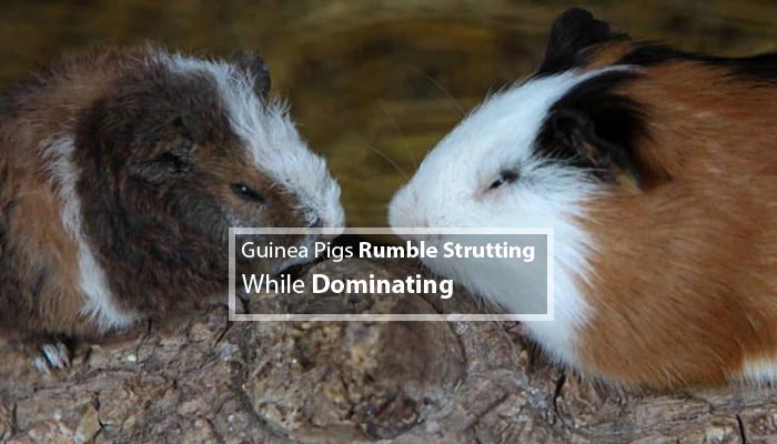 Guinea Pigs Rumble Strutting While Dominating