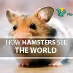 How Hamsters See The World
