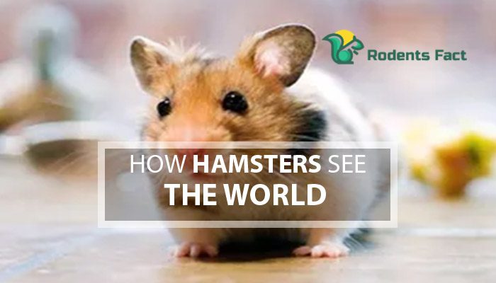 How Hamsters See The World