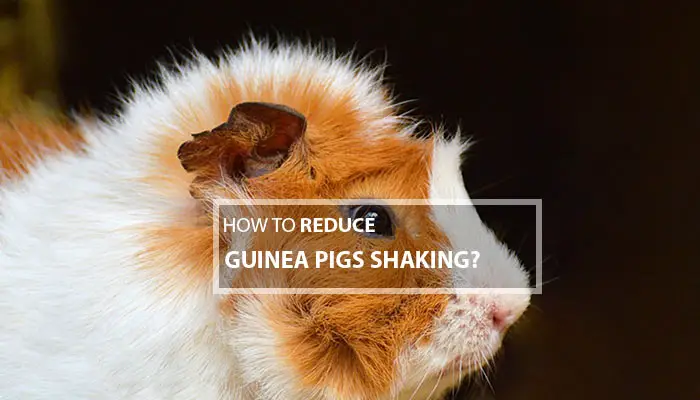 How To Reduce Guinea Pigs Shaking