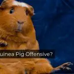 Is Guinea Pig Offensive?