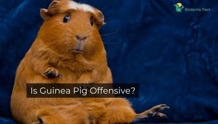 Is Guinea Pig Offensive?