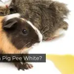 Is Guinea Pig Pee White?