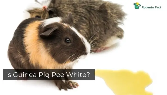 Is Guinea Pig Pee White?