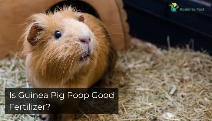 Is Guinea Pig Poop Good Fertilizer?