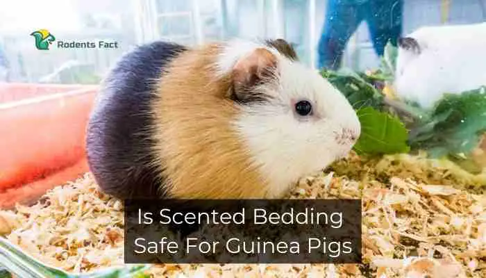 Is Scented Bedding Safe for Guinea Pigs? | You Must Know the Facts