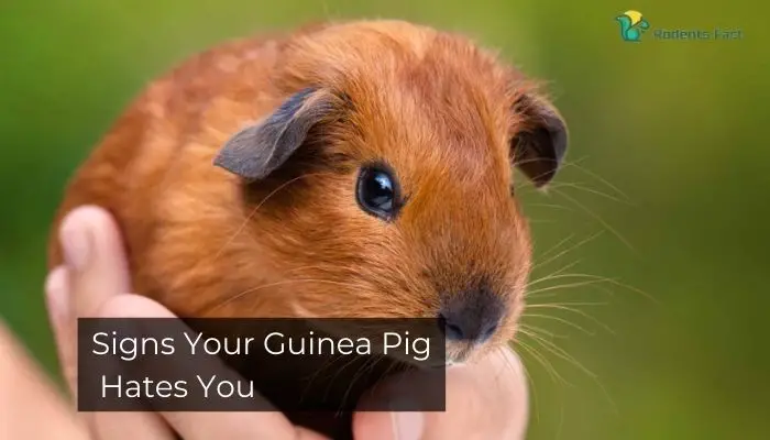 Five Shocking Signs Your Guinea Pig Hates You