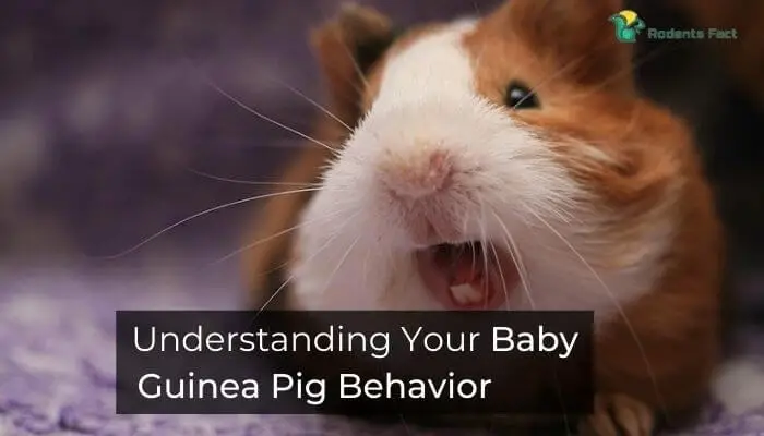 Understanding Your Baby Guinea Pig Behavior