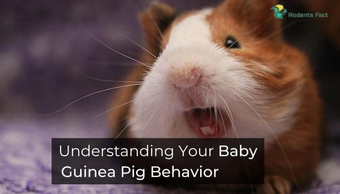 Understanding Your Baby Guinea Pig Behavior