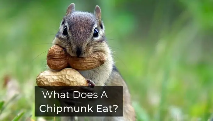 What Does A Chipmunk Eat