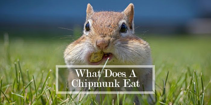 What Does A Chipmunk Eat