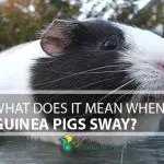 What Does It Mean When Guinea Pigs Sway