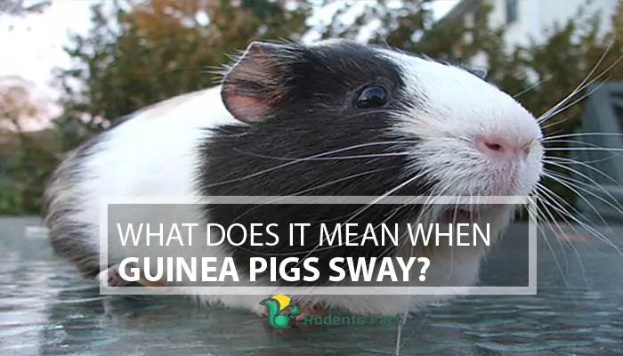 What Does It Mean When Guinea Pigs Sway