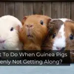 What To Do When Guinea Pigs Suddenly Not Getting Along