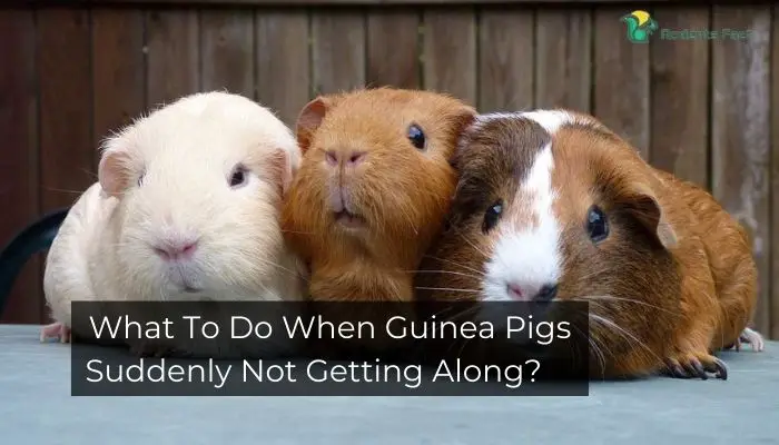 What To Do When Guinea Pigs Suddenly Not Getting Along