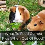What To Feed Guinea Pigs When Out Of Food