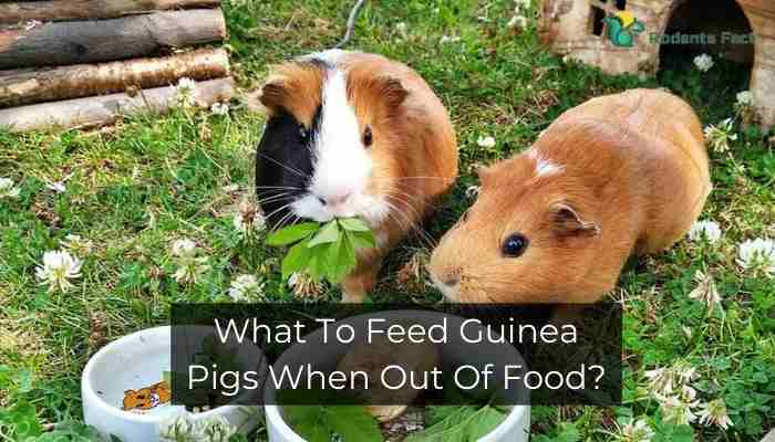 What To Feed Guinea Pigs When Out Of Food