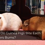 Why Do Guinea Pigs Bite Each Others Bums