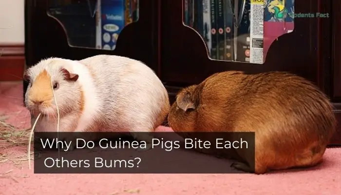 Why Do Guinea Pigs Bite Each Others Bums