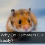 Why Do Hamsters Die So Easily