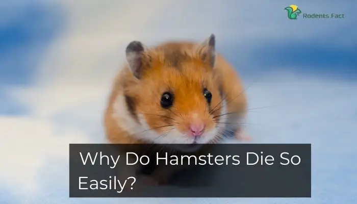 5 Reasons Why Do Hamsters Die So Easily?| How to Prevent Sudden Death