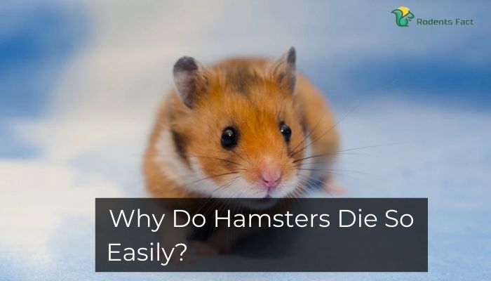 Why Do Hamsters Die So Easily