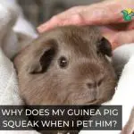 Why Does My Guinea Pig Squeak When I Pet Him
