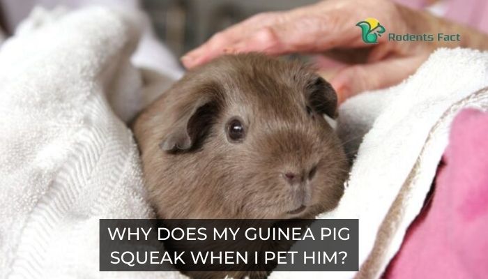  Why Does My Guinea Pig Squeak When I Pet Him