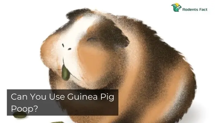 Can You Use Guinea Pig Poop?