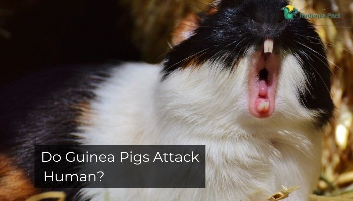 Guinea Pigs In Medicine And Religion