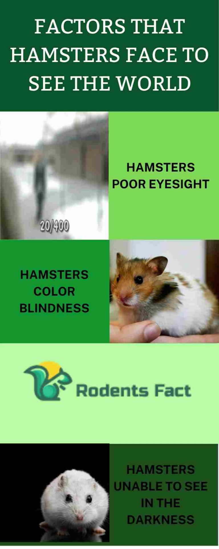 How Hamsters See the World Know About Hamsters Eyesight