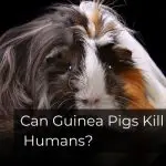 Guinea Pig Bites Can Cause Pain And Bleeding