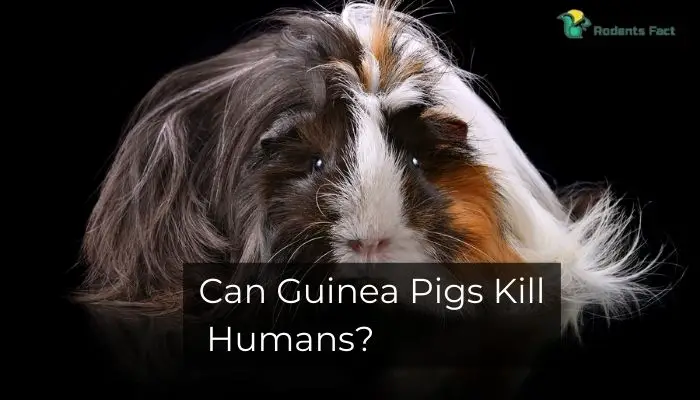 Can Guinea Pigs Kill Humans? | True Facts You Should Know