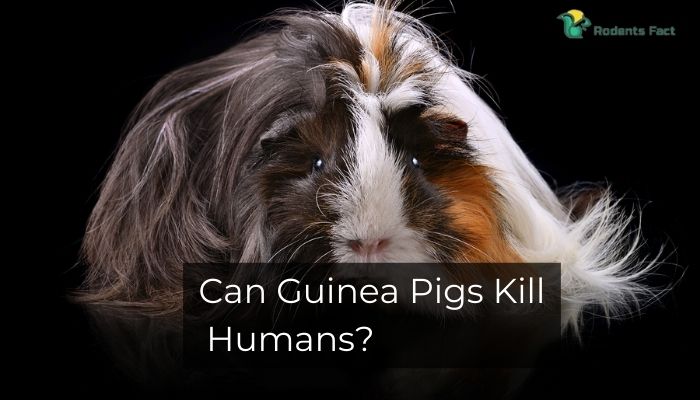 Guinea Pig Bites Can Cause Pain And Bleeding