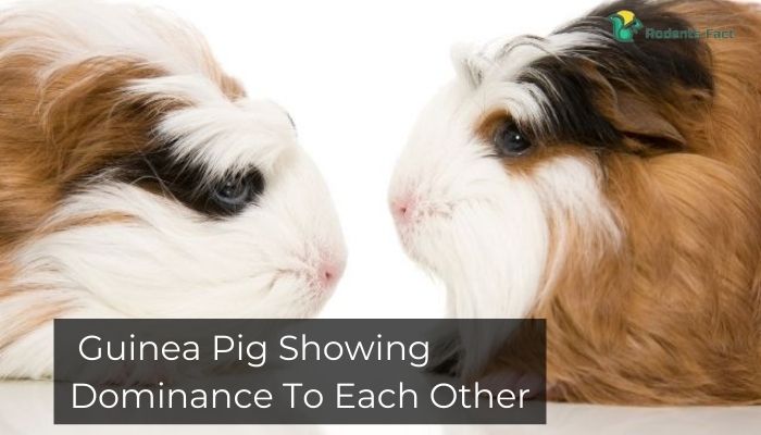 Guinea Pig Dominance To Each Other