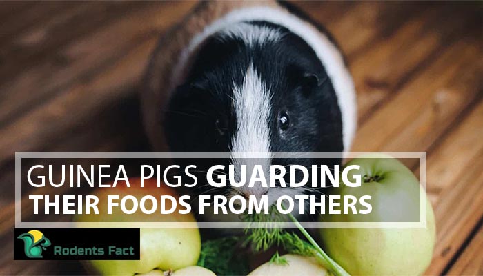  Guinea Pig Guarding Their Food From Others