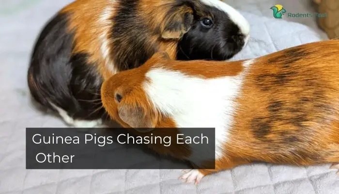 Guinea Pigs Chasing Each Other
