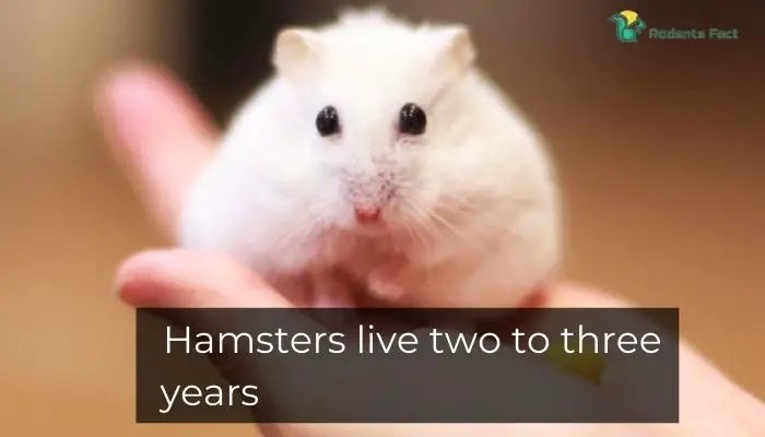 Hamsters live two to three years