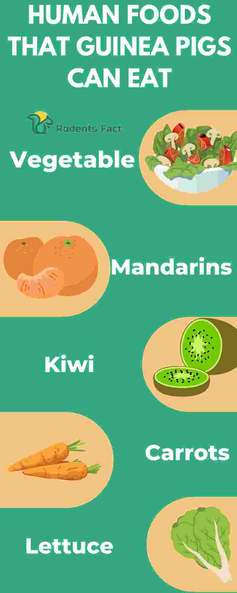 What To Feed Guinea Pigs When Out Of Food What's Safe?