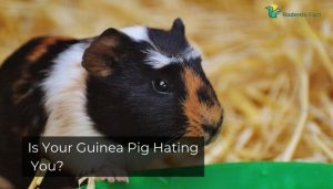 Five Shocking Signs Your Guinea Pig Hates You