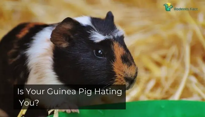 Is Your Guinea Pig Hating You?