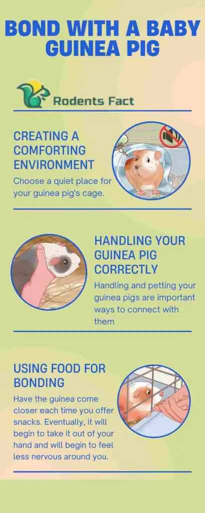Methods of bond with a baby guinea pig