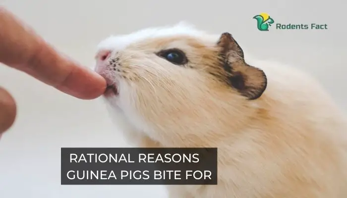 Rational Reasons Guinea Pig Bite For