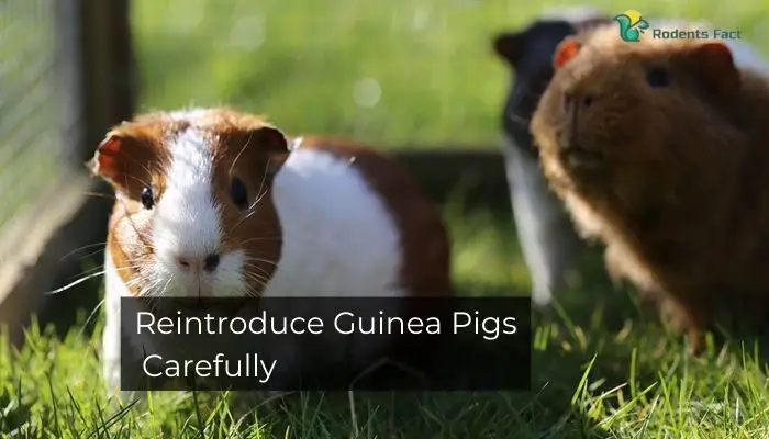 Reintroduce Guinea Pigs Carefully