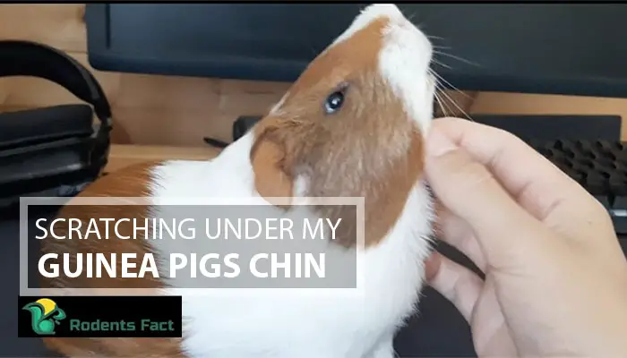 Scratching Under My Guinea Pigs Chin