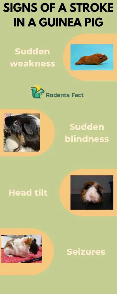 Signs of a Stroke in a Guinea Pig
