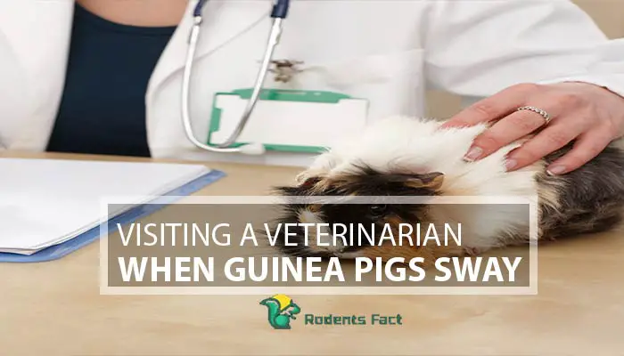 Visiting A Veterinarian When Guinea Pigs Sway